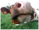 vache vache
